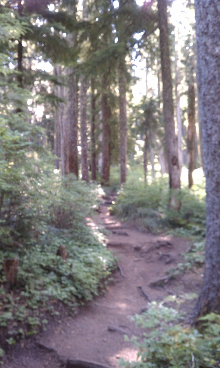 Forested Trail