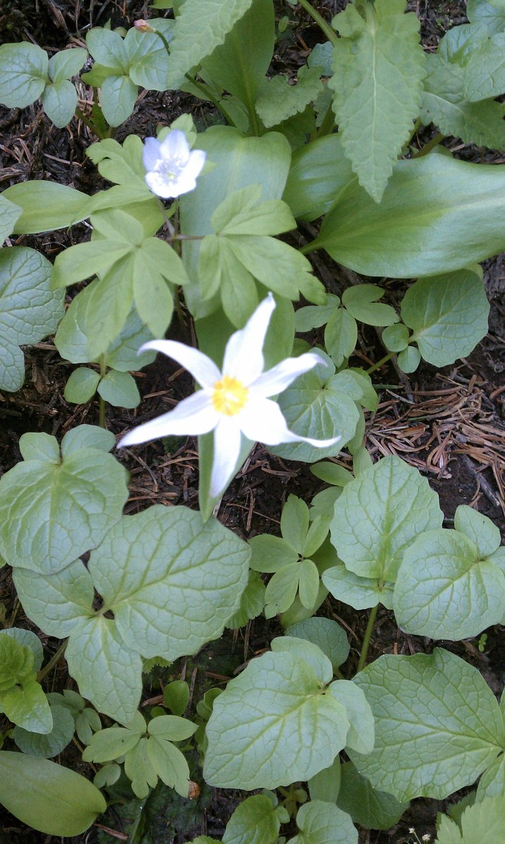 Avalanche Lily