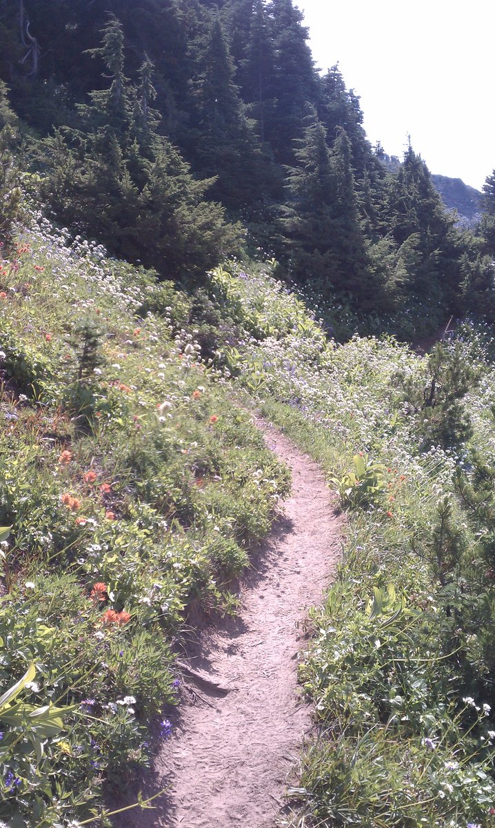 Wildflowers