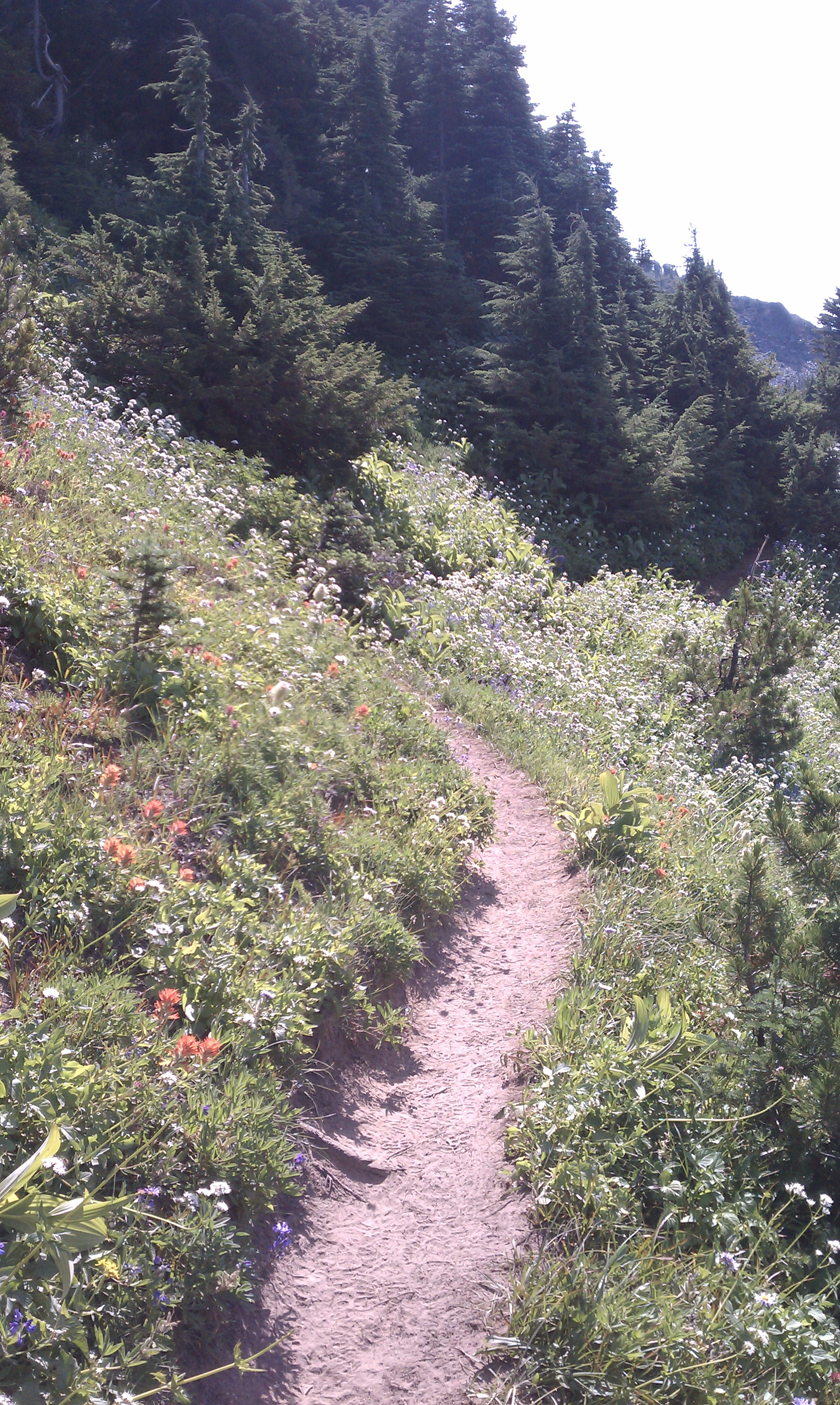 Wildflowers