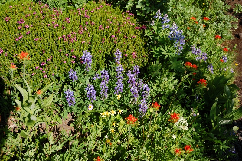 There was mostly lupine and some kind of tall white flower, but other flowers are starting in places. Should be quite a variety in the coming week or two.