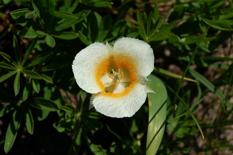 Mariposa Lily