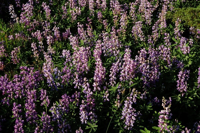 The lupine was everywhere!