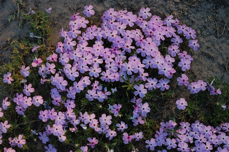 Phlox was great too