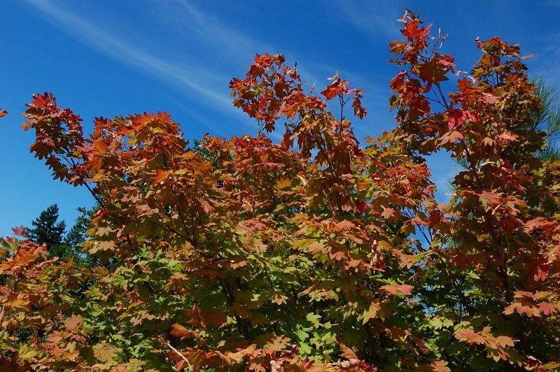 Clearcut areas, surprisingly, were quite nice with tons of vine maples turning red