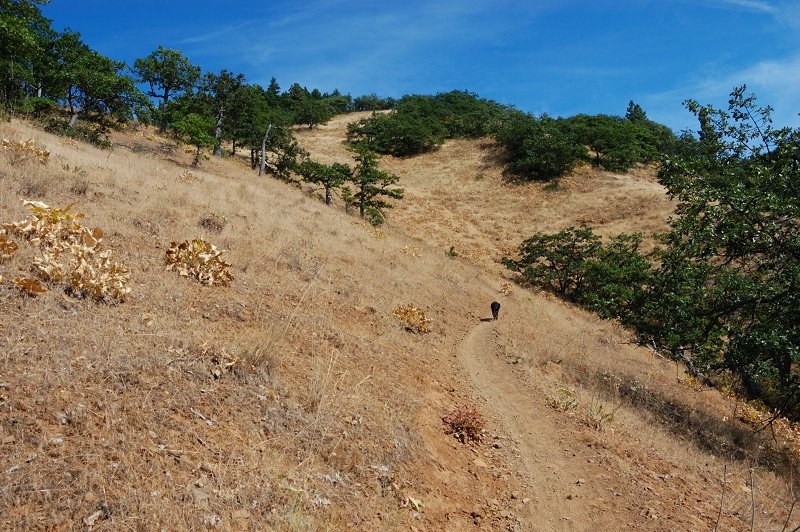 Oak savanna