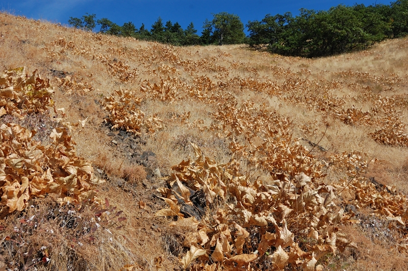 Looks like we missed balsamroot bloom a bit