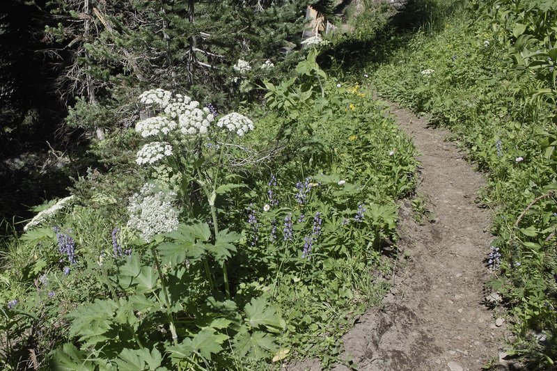 The bees were lovin' the white stuff. It must be what's producing nectar right now.