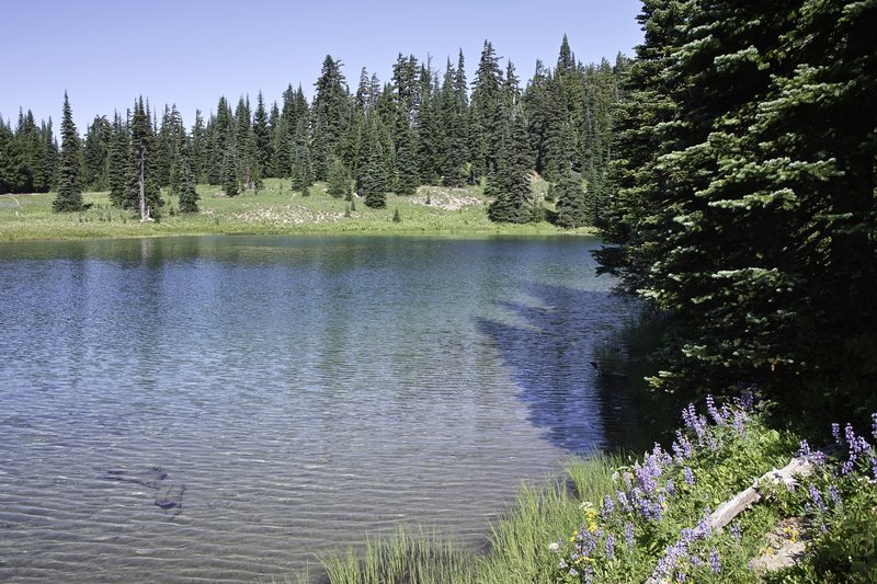 Sheep Lake. Saw no sheep. Nor goats. Only deer.