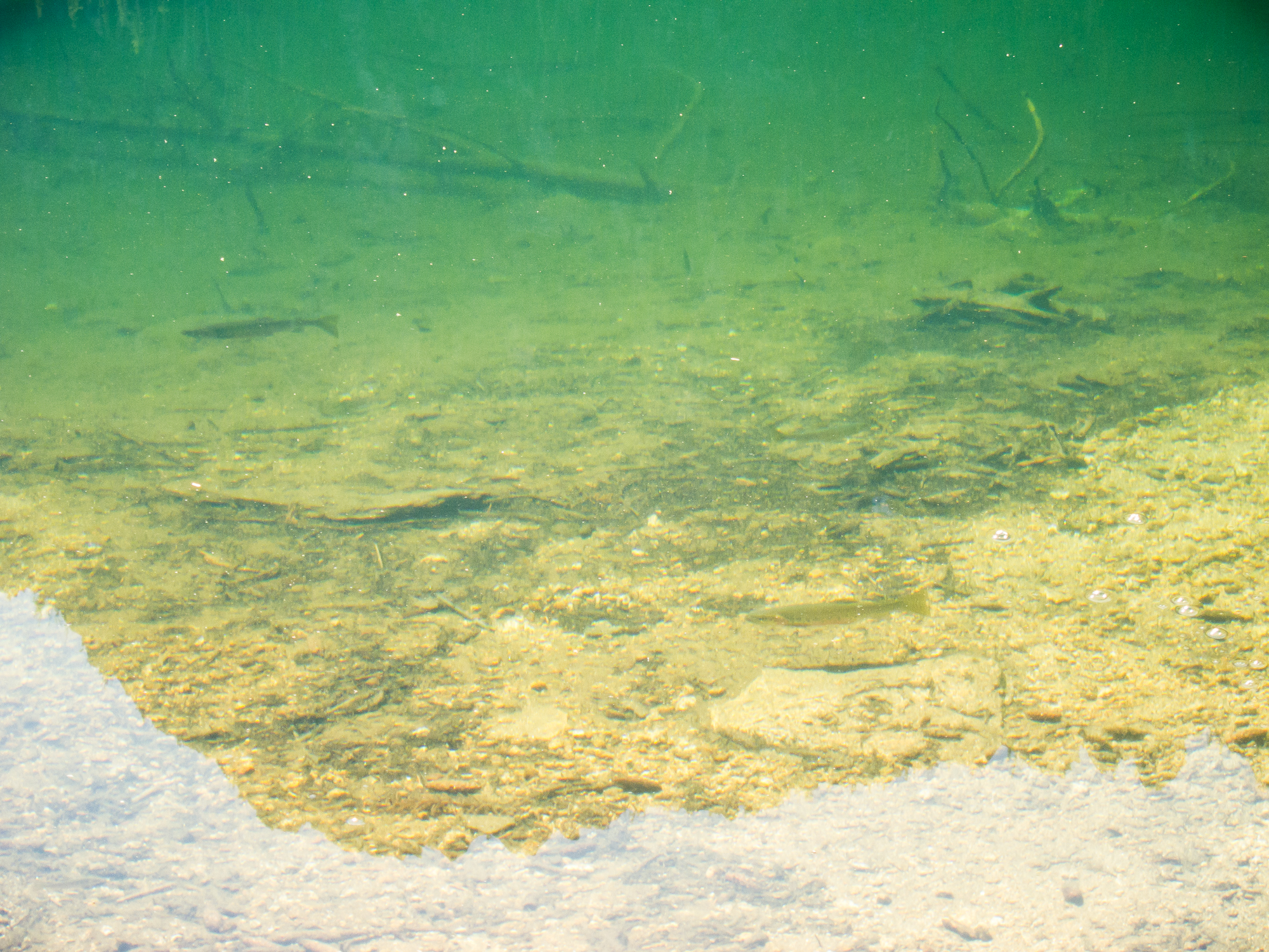 Beautiful cutthroat trout.