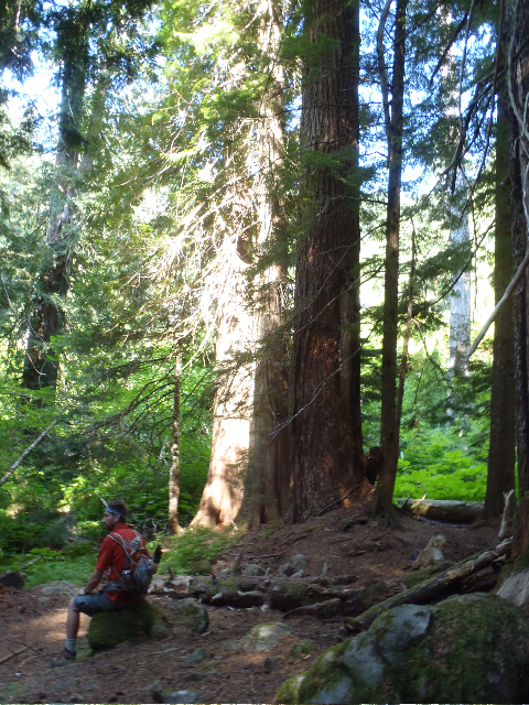 Big Cedar Spring