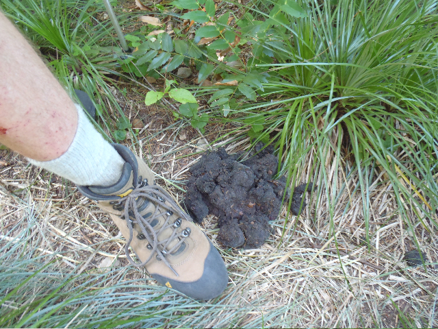 Big pile of bear poo!