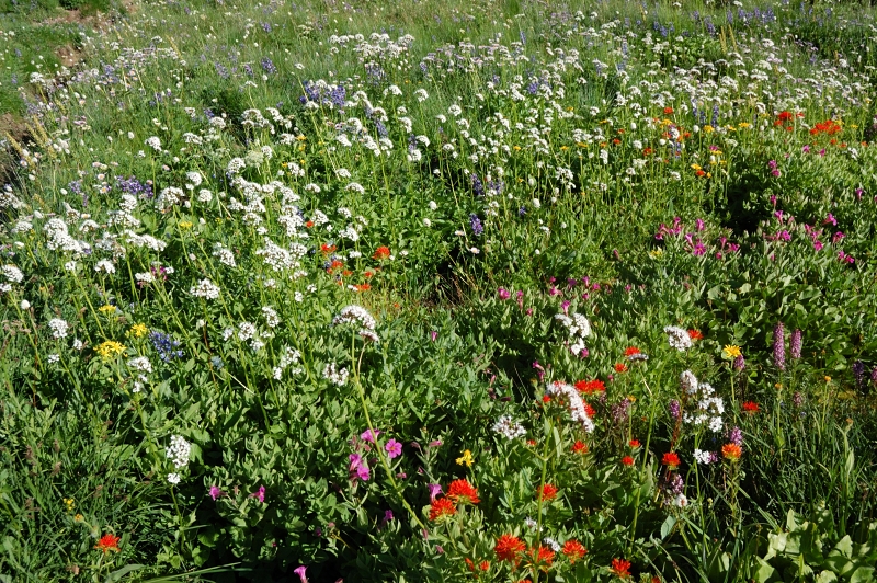 Flowers are going strong in places above the lake, but mostly still starting