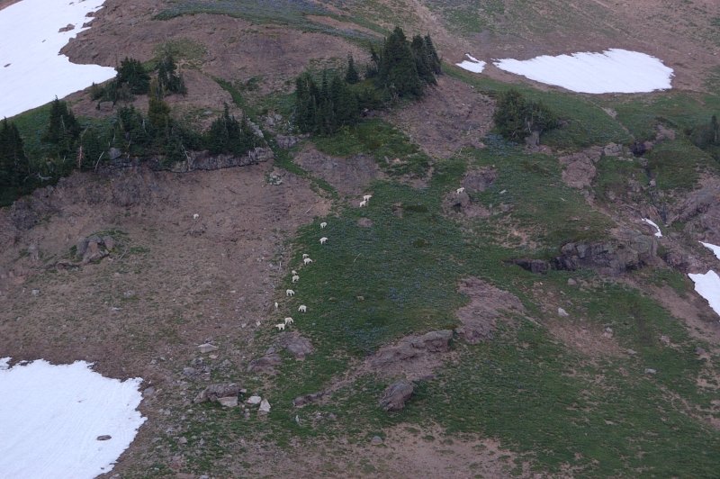 Goats came out in the evening