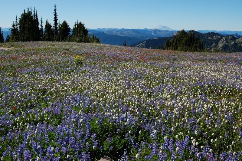 Flowers on Snowgrass Flats are unbelievable