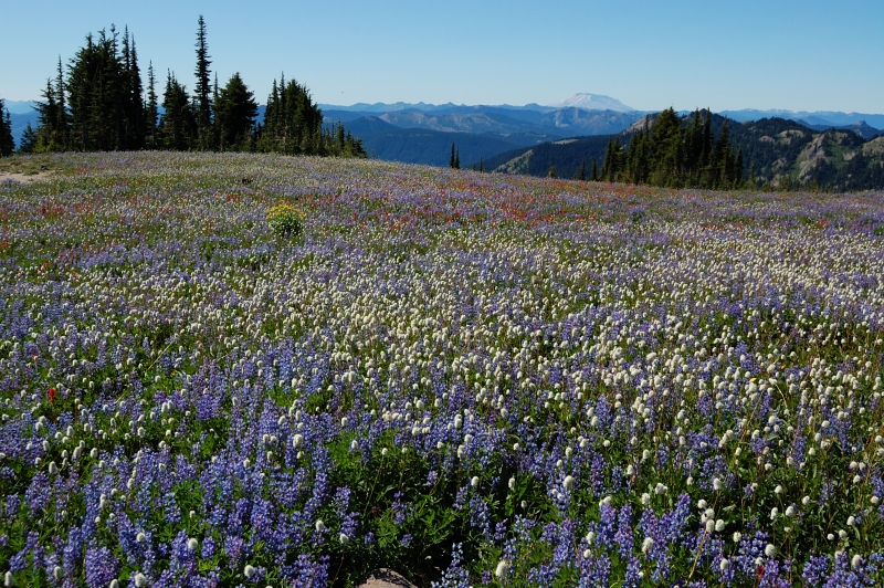 Flowers on Snowgrass Flats are unbelievable