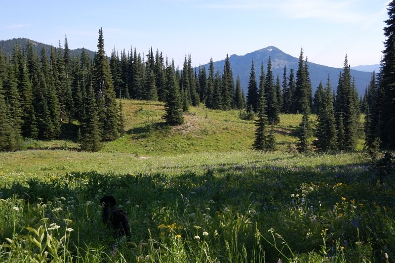 Meadow country