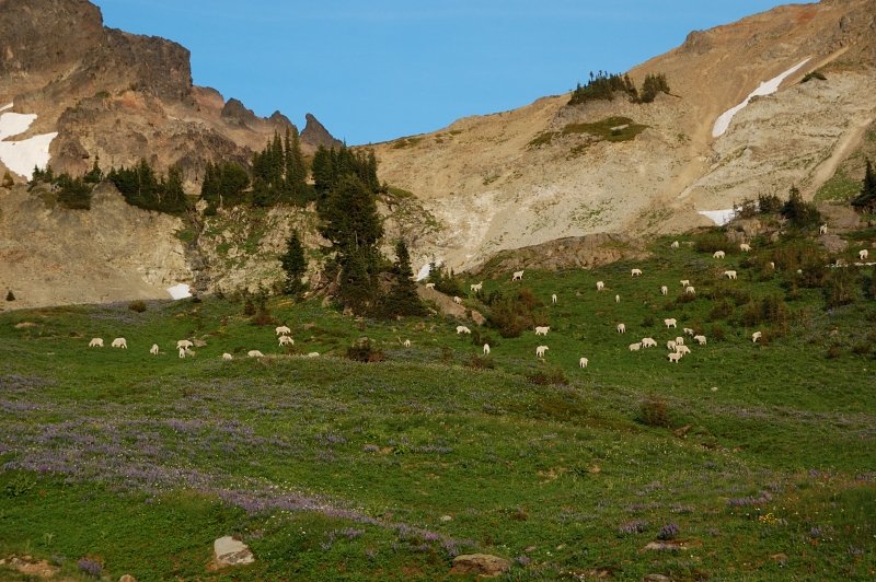 Goats up close. The young ones were quite active, running up the cliffs and chasing each other