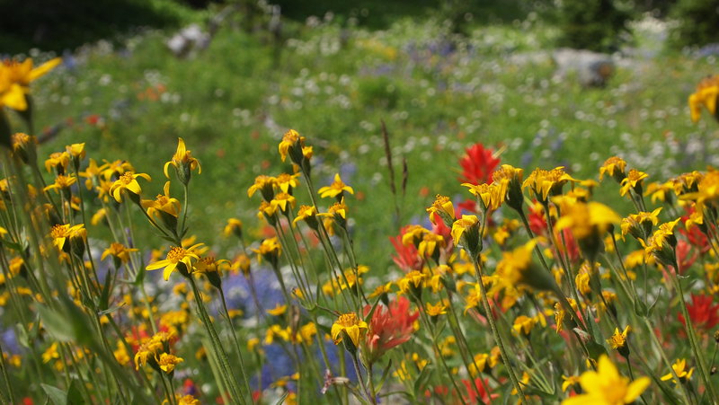 Wildflowers