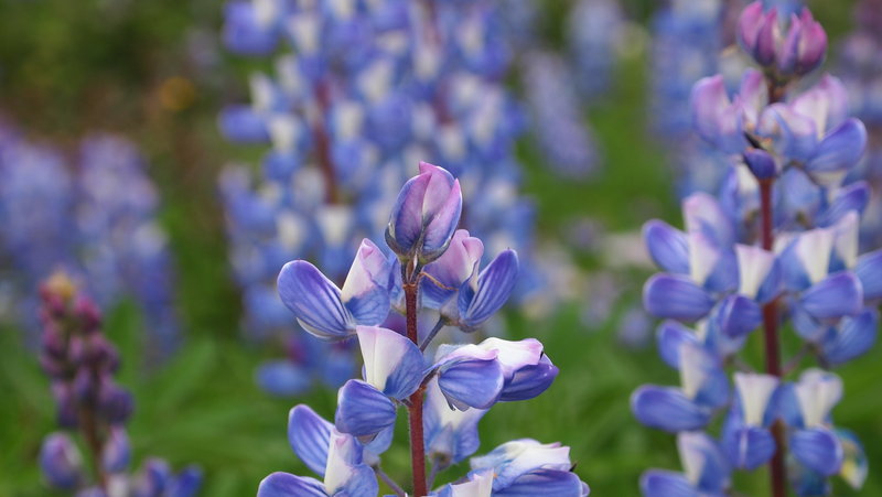 Lupine