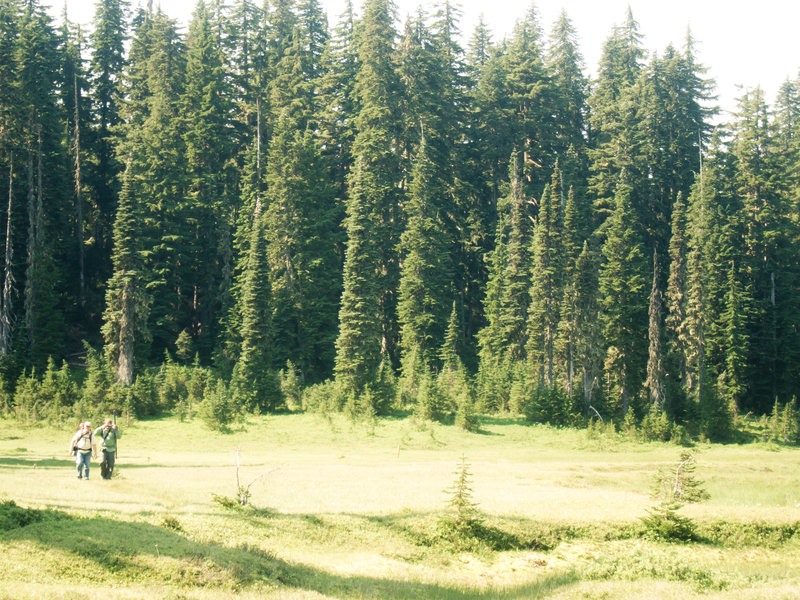 Meadow along the CCT