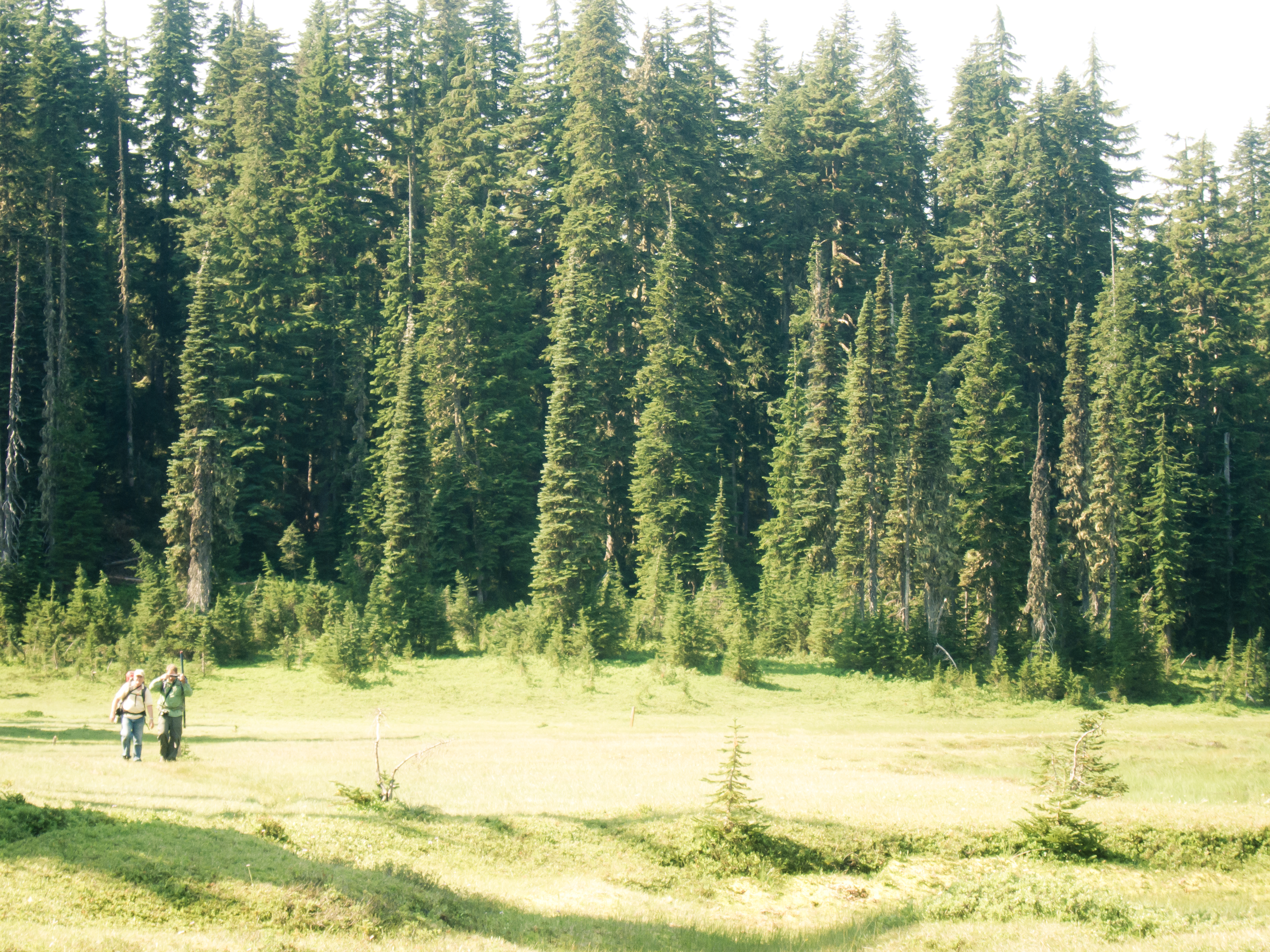 Meadow along the CCT
