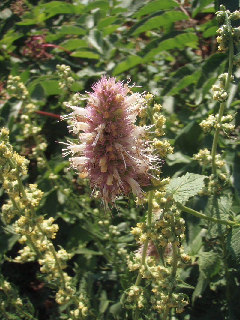 the trail was lined with fragrant mint