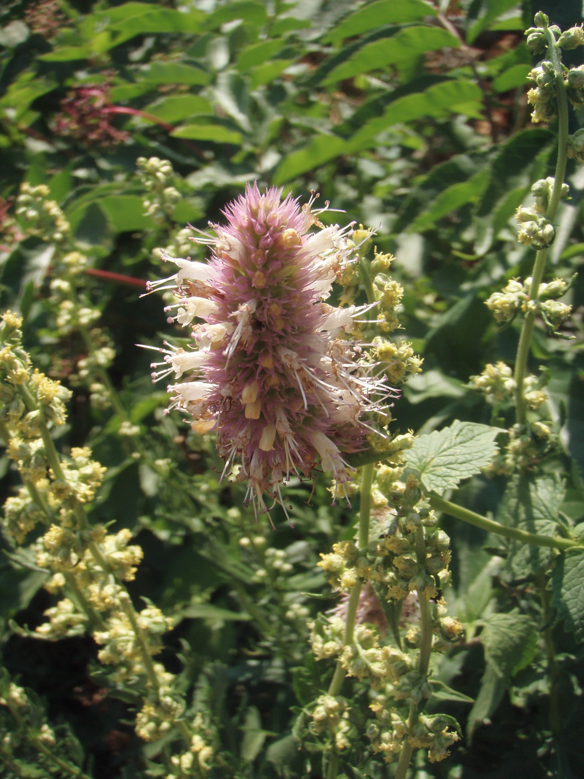 the trail was lined with fragrant mint