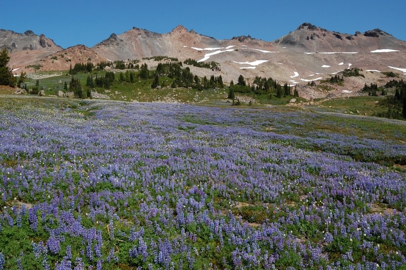 Fields of lupine on Snowgrass Flats