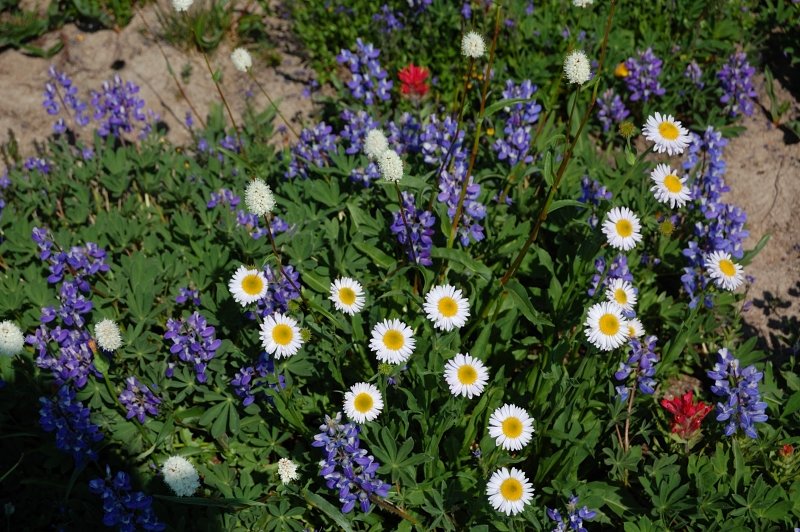 Mix in daisies...