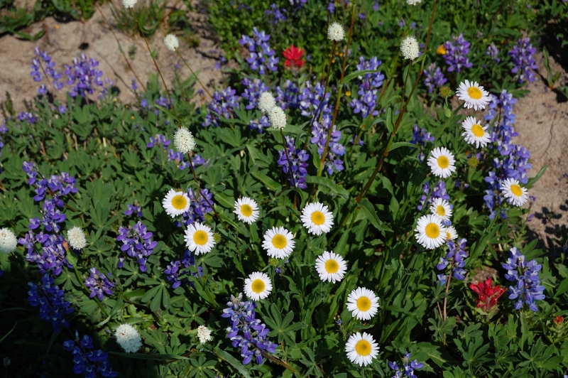 Mix in daisies...