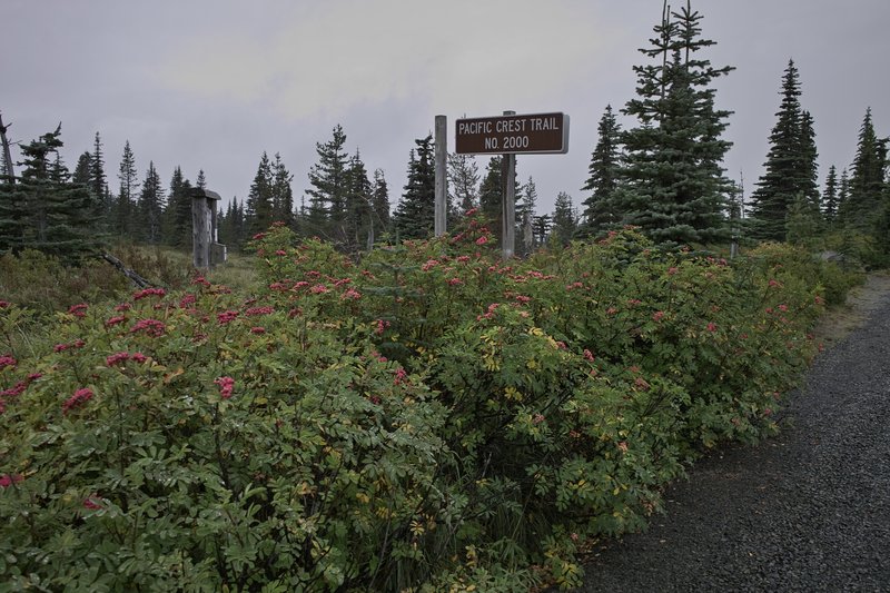 I'm guessing these red berries are poisonous?