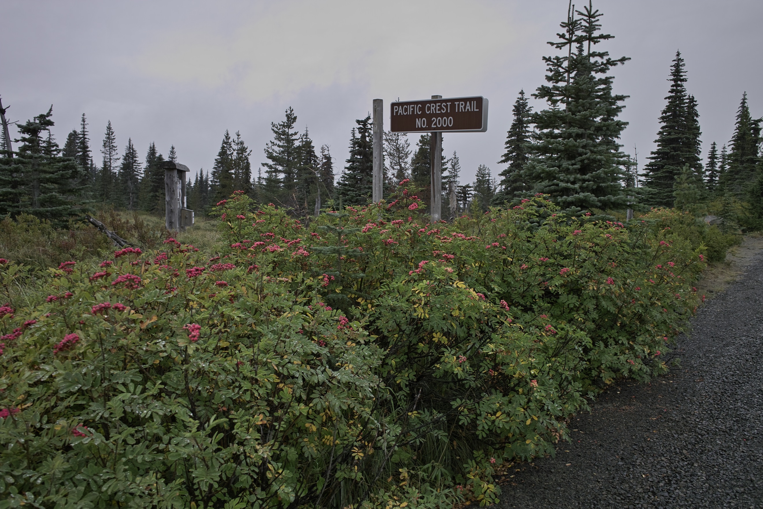 I'm guessing these red berries are poisonous?