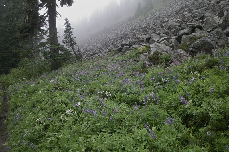 Lupine was the flower du jour. Also, a smattering of paintbrush and a pink pollen-y looking flower.