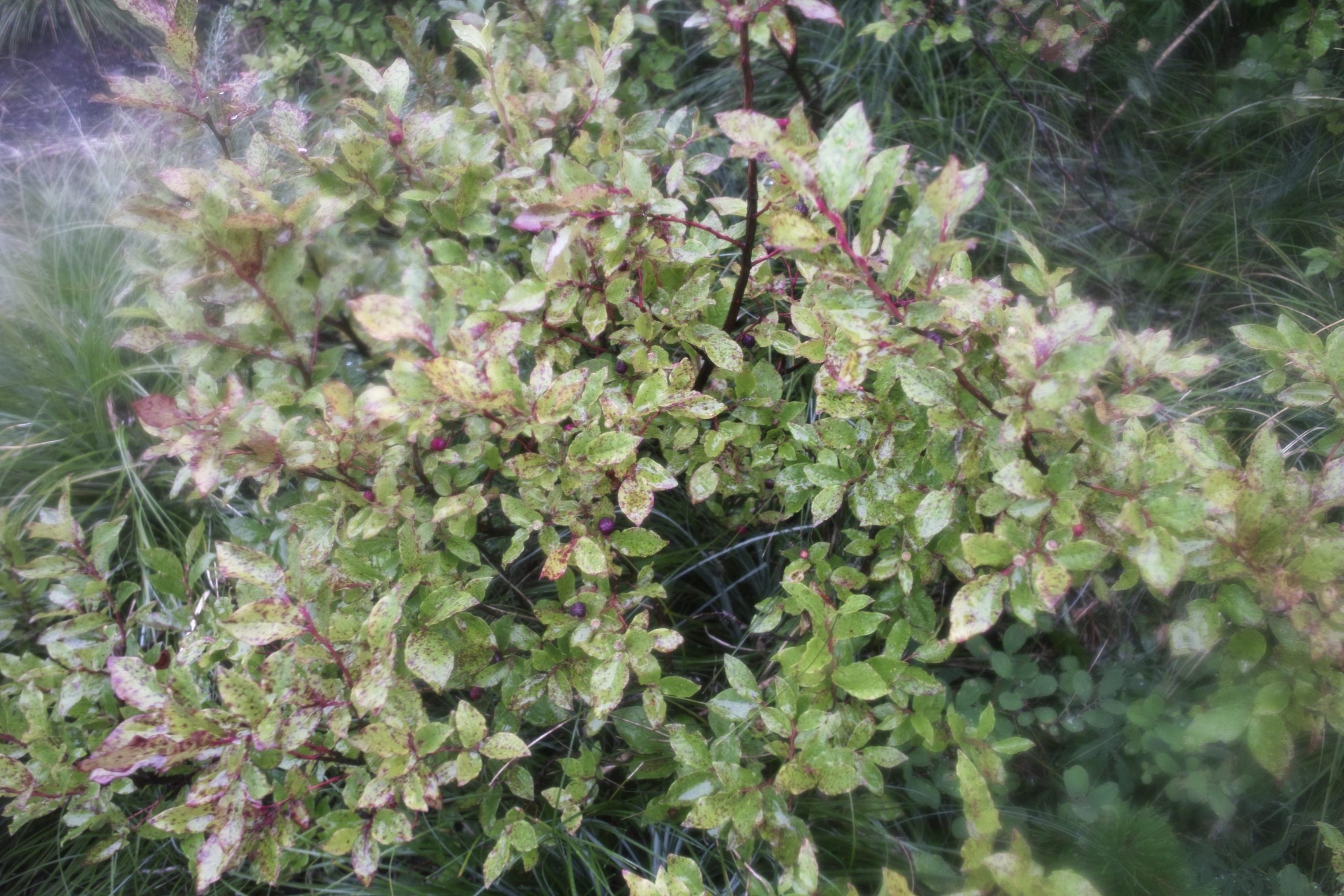 The berries are on their way!