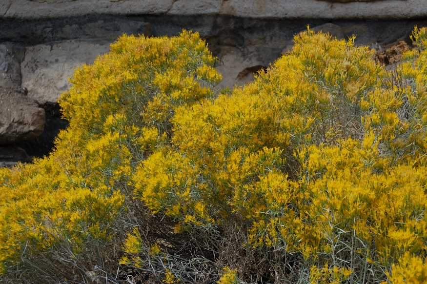 Still some flowers, it's some kind of sagebrush I think