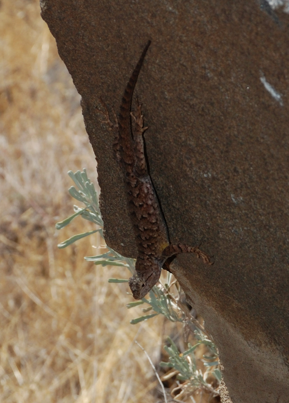 Local wildlife