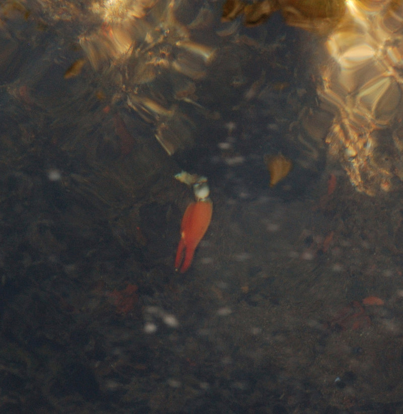 The evidence that crawdads live in this part of Deschutes River