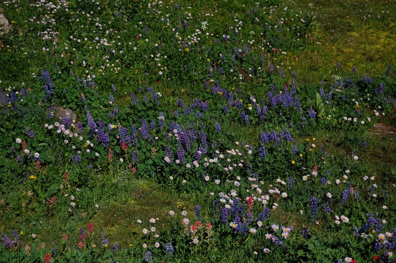 Flowers still very good higher up