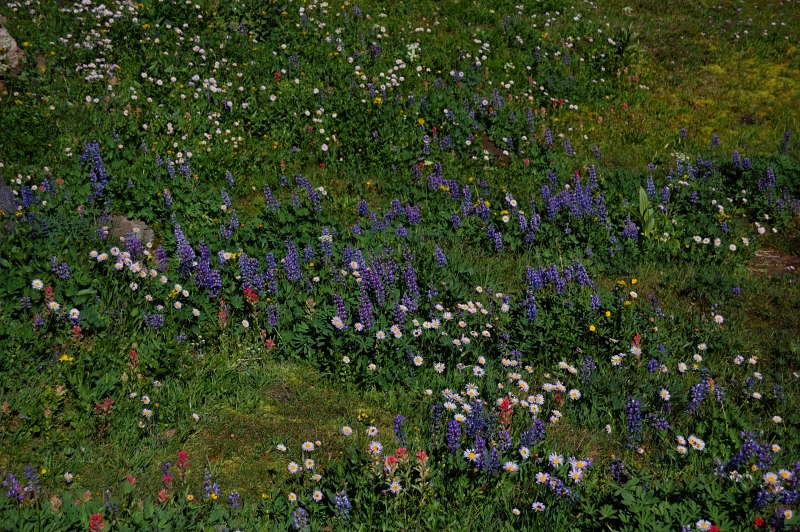 Flowers still very good higher up
