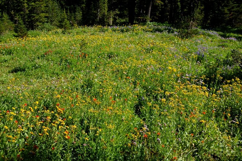 This meadow just before Jeff Park is always packed with flowers