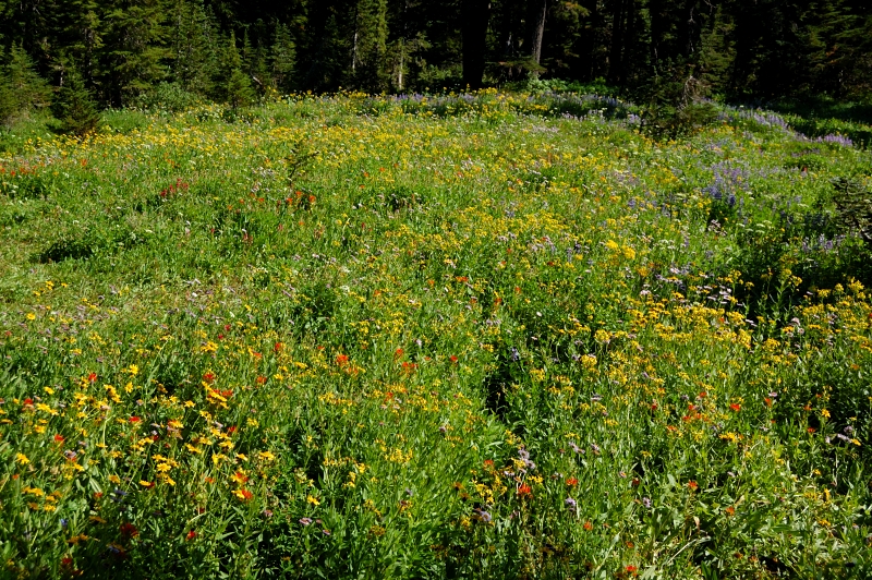 This meadow just before Jeff Park is always packed with flowers
