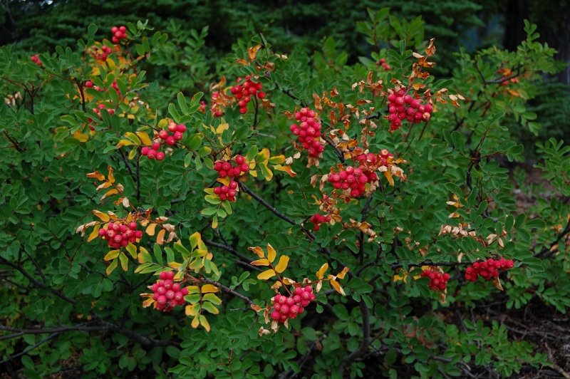 Mountain Ash