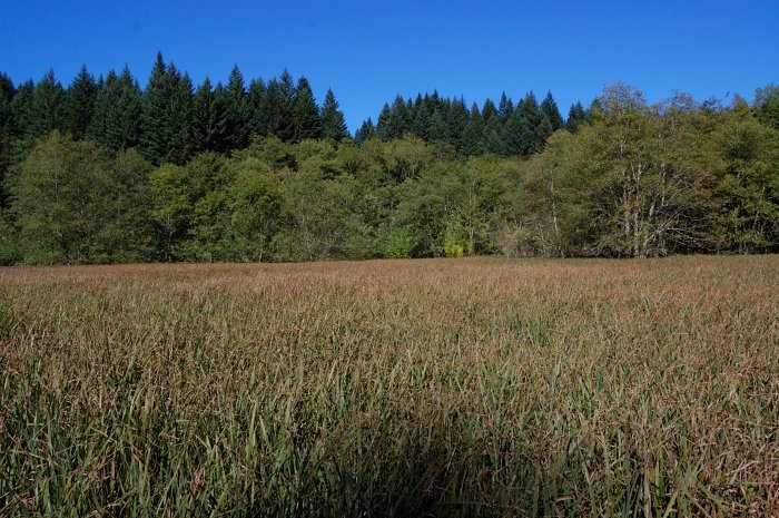Carpenters "Lake"