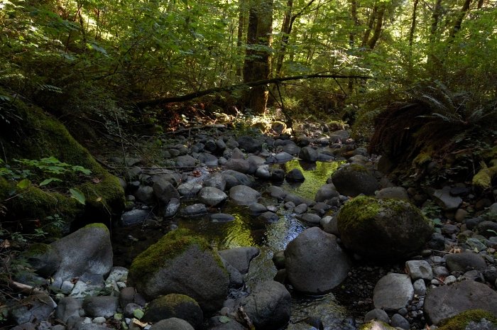 Off-trail on Cedar Creek