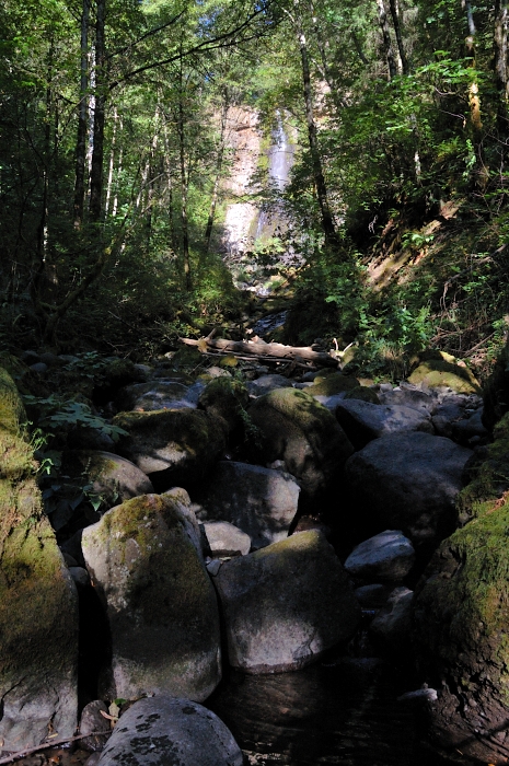 Falls become visible through trees