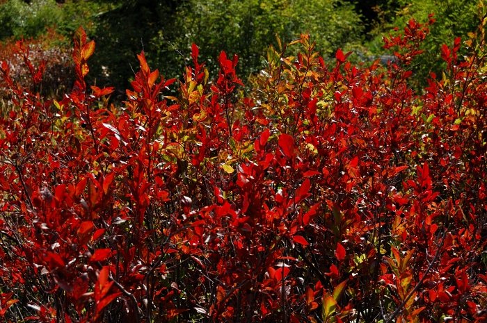 Huckleberries are on fire!