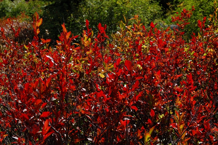 Huckleberries are on fire!