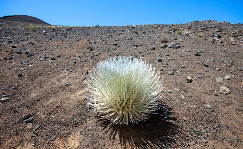 The threatened Silversword plant.