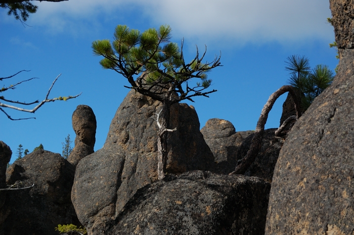 My mother took this picture of "bonsai" tree